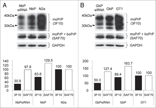 Figure 2 Western blot analysis to evaluate the abundance of mouse prion protein with 3F10 and prion proteins including moPrP and boPrP with SAF70 in each cell line after transfection of 100 nM of siRNA. Densitometric evaluation showed downregulated moPrP and stable expressed boPrP in NbPsiRNA cells (A) or GbPsiRNA cells (B) compared with siRNA non-treated cells.
