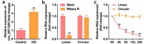 Figure 1. The expression of circ_0071269 and circRNA characterization in H9c2 cells. a: qRT-PCR was used to detect circ_0071269 expression in H9c2 cells treated with high glucose. b: After RNase R treatment, the expression levels of linear-circ_0071269 and circular-circ_0071269 in H9c2 cells were measured by qRT-PCR. c: After treatment with actinomycin D in H9c2 cells at the specified time point, the relative RNA levels were determined by qRT-PCR. All experimental results were obtained by repeating three times. *P < 0.05, **P < 0.01, ***P < 0.001.