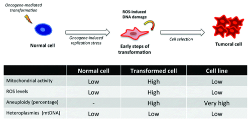 Figure 1. In our experimental setting a ‘normal cell’, an astrocyte is submitted to an oncogenic event, H-RASV12 that induces an oncogene-mediated transformation by means of the hyperactivation of the signaling pathways, and very especially the RAF-MEK-ERK pathway. This causes a replication stress that in other cell types leads to senescence but in astrocytes increases their proliferation rate, transforming the cell in the process. The reactive oxygen species present in such scenario allow for additional oncogenic insults that help the transforming cell complete the process, involving a positive selection of cells with the greater number of genetic aberrations in nuclear DNA. Surprisingly, none of the heteroplasmies found in the mitochondrial DNA of tumor cells were linked to the onset or maintenance of the tumoral process.