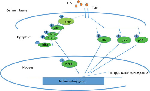 Figure 1 Schematic representation of the mechanisms in LPS-induced inflammation associated with iNOS and COX2.