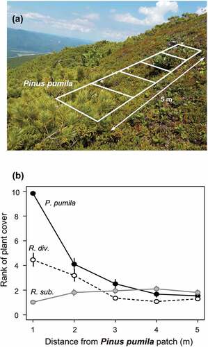 Figure 3. (a) An example of belt transect setting. Five quadrates (white squares) were arranged from a marginal part of the Pinus pumila patch toward the exposed direction. (b) Relationship between the distance from P. pumila patches and the abundance of each species, expressed as a rank of plant cover at 10 percent accuracy. Black solid line indicates P. pumila, black broken line indicates Rhododendron diversipilosum, and grayish line indicates R. subarcticum. Vertical axes show the mean value of the coverage of each species. Error bars indicate standard error.