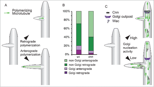 Figure 3. (A) Anterograde polymerizing microtubule invasion into nascent dendrite branches drives outgrowth. Microtubules nucleated within termini or at the branch site are more likely to drive an extension event.Citation35 At a lower frequency, similar to the invasion of microtubules into the spines of mature dendrites,Citation88 both retrograde- or anterograde-oriented microtubules in the main branch enter nascent dendrite branches, becoming anterograde-directed within the termini.Citation35 (B) The relative contributions of Golgi- and non-Golgi-derived polymerizing microtubules to the dendrite termini. Golgi outpost-associated events contribute approximately equally to both anterograde and retrograde polymerizing microtubules. In cnn mutant neurons, there is an increase in non-Golgi microtubules that polymerize in the anterograde direction; this increase is not accounted for by the loss of Golgi outpost-associated retrograde polymerization events. These data suggest that nucleation machinery at outposts might counteract the activity of additional factors that promote anterograde bias. (C) A model for how arbor complexity can be regulated by modulating the balance between these distinct Golgi- and non-Golgi-associated pathways that orient microtubule polymerization. A single outpost is shown here; it should be noted, however, that throughout the arbor individual Golgi outposts can give rise to either repeated anterograde or retrograde nucleation events. During dendrite outgrowth, Cnn recruits microtubule nucleation to Golgi outposts to suppress an activity (that may be due to Augmin, here illustrated by the Drosophila Augmin component WacCitation62), which in turn promotes anterograde polymerization.