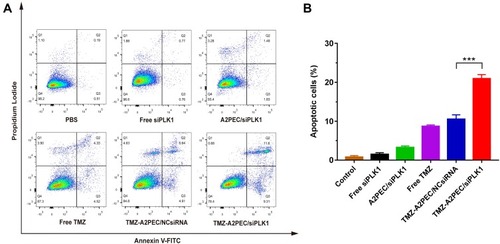 Figure 4 (A) Quantitative analysis of apoptotic U87R cells using Annexin V-FITC/PI double-staining assay and flow cytometry at 48 h after different treatments. (B) Statistical analysis of apoptotic U87R cells. The dose of siPLK1 was 1 µg mL−1. Data are shown as mean ± standard deviation (n = 3), ***P < 0.001.
