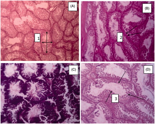 Figure 1. Cross sections in birds from the 4 experimental groups in the roosters fed with different sources of zinc (A) no zinc supplements, (B) zinc sulphate supplement, (C) organic zinc, (D) zinc hydroxide. 1. Seminiferous tubule diameter, 2. Spermatogonia, 3. Thickness of the epithelium of seminiferous tubules; magnification: ×100, scale bar: 50 µm.
