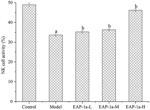 Figure 5. Effects of EAP-1a on NK cell activity. Note: ap < 0.05 when compared with control; bp < 0.05 when compared with model.Figura 5. Efectos del EAP-1a en la actividad de las células NK. Nota: ap < 0.05 comparado con el control; bp < 0.05 comparado con el modelo.