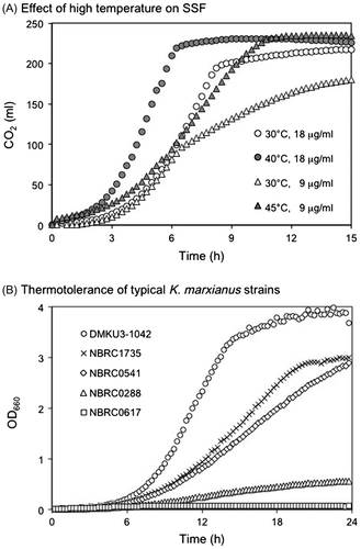 Fig. 4. SSF and thermotolerance of K. marxianus.