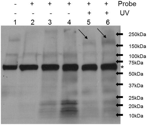 Figure 3. Photoaffinity labelling of cell lysate by synthesised photoaffinity probe. Lane 1: whole cell lysate; Lane 2: DMSO treatment; Lane 3: 5 μM probe treatment; Lane 4: 10 μM probe treatment; Lane 5: 5 μM probe treatment plus UV exposure; Lane 6: 10 μM probe treatment plus UV exposure. MIAPaCa2 cell lysate was treated as indicated and pull-down assay was then performed using streptavidin agarose. The samples were then run western blot and probed with streptavidin-HRP antibody. Arrows point out specific bands of streptavidin blot. * Non-specific bands.