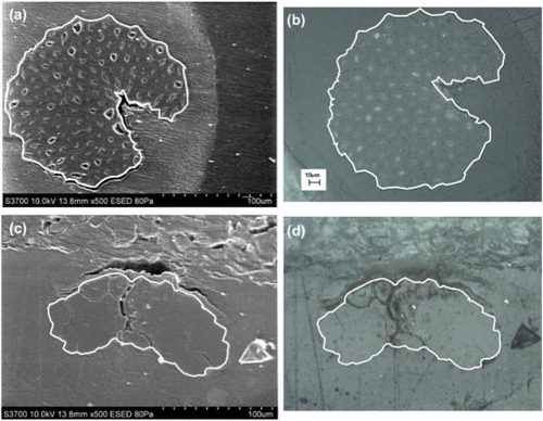Figure 3. Cross-sections of a sisal fibre and a flax fibre determined by scanning electron micrography (a) and (c), and optical microscope (b) and (d), respectively. The drawn outlines show the perimeter of the fibres. Obtained from Thomason et al. [Citation71] with kind permission from Elsevier.