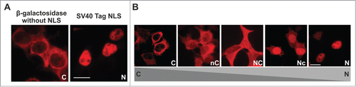 Figure 1. Representation of relative NLS activity. (A) The β-galactosidase-DsRed (pGal-DsRed) reporter construct is strictly cytoplasmic, unless fused to a functional NLS, such as the SV40 large T-antigen (TAg) NLS. Scale bar represents 20 μm. (B) The reporter construct was fused with various NLSs to generate constructs with different extents of nuclear localization. Localization was categorized into 5 types: N (completely nuclear), Nc (mainly nuclear), NC (homogenous distribution between the nucleus and cytoplasm), nC (mainly cytoplasmic), C (completely cytoplasmic). Scale bar represents 20 μm.