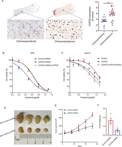 Figure 1. COPS3 promotes cisplatin resistance in osteosarcoma. (A) Immunohistochemical images of COPS3 expression in human osteosarcoma tissues with different responses to preoperative chemotherapy (tumor necrosis ≥90%: chemosensitivity; tumor necrosis <90%: chemoresistance). Data are presented as mean ± SEM. *** p < 0.001. (B) 143B cells were transfected with the indicated vectors to construct cells with different COPS3 expression levels. The cells were treated with different concentrations of cisplatin for 24 h. CCK-8 assays were performed to examine cell viability. Data are presented as mean ± SEM of triplicates. *p < 0.05, *** p < 0.001, **** p < 0.0001. (C) Saos-2 cells were transfected with the indicated vectors to construct cells with different COPS3 expression levels. The cells were treated with different concentrations of cisplatin for 24 h. CCK-8 assays were performed to examine cell viability. Data are presented as mean ± SEM of triplicates. *p < 0.05, **p < 0.01,*** p < 0.001. (D-F) BALB/c nude mice (n = 4 mice per group) were injected with 143B cells that were transfected with either GFP-control or GFP-COPS3 shRNA. (D) Tumors excised from the different groups are shown. (E) Tumor growth curves of the different groups. The arrow indicates the time to start cisplatin administration. (F) Weight of the excised tumors in each group. Data are presented as mean ± SEM. *p < 0.05.