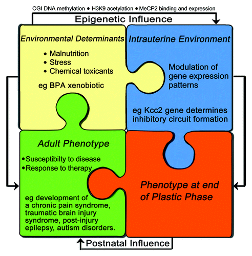 Figure 2. A model for neurodevelopmental disorders and susceptibility to suffer from maladaptive neural plasticity later in life: perinatal epigenetic changes of key genes for nervous system functioning, such as Kcc2, plasticity and repair mechanisms counteract. The degree and effectiveness of these regulatory (i.e., damage-limiting) mechanisms is further affected by how much they are affected by BPA exposure. In case these mechanisms are severely impaired themselves, then epigenetic dysregulation is more likely to lead to manifest neurodevelopmental disorders. In case counter-regulatory repair mechanisms are rather effective, it can lead to complete restitution, or it can lead to normal development, but a predisposition to show maladaptive changes in response to stress/ injury/ hormonal changes later in life. For example, development of a chronic pain syndrome, a post-traumatic brain injury syndrome, post-injury epilepsy and autism disorders.