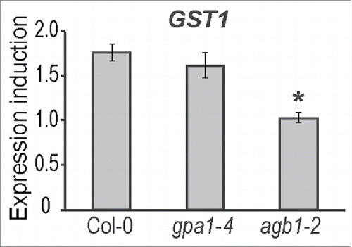Figure 4. Expression induction of GST1 in plants infected with CMV. The expression was evaluated with RT-qPCR using SAND expression for normalization. Values on the graph represent means of the 3 ratios from 3 independent replicates, error bars show standard error of the mean. Asterisks indicate statistically significant differences from wild type Col-0 (Student's t-test, P < 0.05).