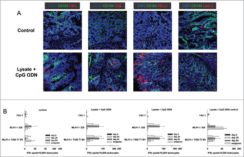 Figure 3. Immunofluorescence of MLH1−/− tumors and IFNγ–ELISpot after prophylactic vaccination. (A) Tumor microenvironment was studied from GIT cryostat sections of 4µm. Analyses were done on a laser scanning microscope (Zeiss) using 20x objectives. (B) Reactivity of PBL (during vaccination) or splenocytes (endpoint) against target cells (MLH1−/− 7450 T1 M1, MLH1−/− 328, and YAC-1) was examined after overnight co-incubation. Lymphocytes were isolated from vaccinated and control mice at different time points. Experiments revealed increased reactivity upon vaccination. Values are given as mean ± SD.