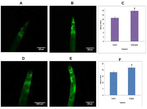 Figure 3. Effect of CO on stress response gene sod-3. (a) Control sod-3::gfp transgenic strain of C. elegans (n = 89); (b) 10 ppm CO-treated sod-3::gfp transgenic strain; (c) Quantification of SOD-3::GFP expression; (d) Control gst-4::gfp; (e) 10 ppm CO-treated gst-4::gfp transgenic strain of C. elegans ; (f) Quantification of GST-4::GFP expression. Scale bar = 200 μm. Scale bar = 200 μm. The data are statistically analyzed using ANOVA in ASSISTAT 7.7 beta statistical assistance software. Differences between the data were considered significant at p ≤ 0.05.