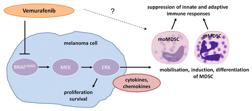 Figure 1. Vemurafenib abrogates the immunosuppressive effects of MDSC in melanoma patients. Vemurafenib inhibits mutant BRAFV600E signaling in melanoma cells, not only limiting their proliferation and survival, but also interfering with the secretion of soluble factors that are responsible for the recruitment, induction and differentiation of myeloid-derived suppressor cells (MDSC). Vemurafenib appears to have no direct effects on MDSC induction, though a potential modulation of MDSC function by vemurafenib has not been studied yet.