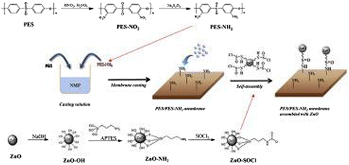 Scheme 3. Self-assembled of ZnO particles on NH2-PES/PES membrane [Citation60].