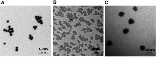 Figure 1 Transmission electron micrographs of the engineered nanoparticles. (A) Gold nanoparticles (AuNPs), (B) silicon nanoparticles (SiNPs), and (C) chitosan nanoparticles (CSNPs).