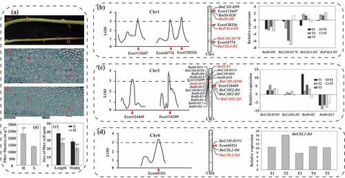 Figure 2. Qtls of fiber fineness and fiber fineness related genes. (a) phenotype of the high (h) and low (l) fiber fineness ramie varieties. (a) stems of H and L. (b) and (c) transverse section of phloem fiber cell observed by optical microscope. The cells pointed by the red arrows are the bast fiber cells. The red bar indicates a scale of 50 μm. (d) fiber fineness of H and L. Data were means ± standard deviation (SD) of three replicates. Each replicate included 10 individual plant. (e) length and width of fiber cell of H and L. Each replicate included 250 cells from five areas of one slice. ** denotes significantly different from L at P < .01. (B), (c) and (d) QTLs of fiber fineness, the related genes mapped on the corresponding chromosomes, and gene expression. The values of gene expression were determined by the log2 fold change (H/L) values. T1-T5 denote the five stages of ramie fiber development. The genes in red color were differentially expressed in the two varieties.