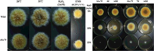 Figure 4. Growth characteristics of the ΔAcku70 strain compared with the wild-type strain.