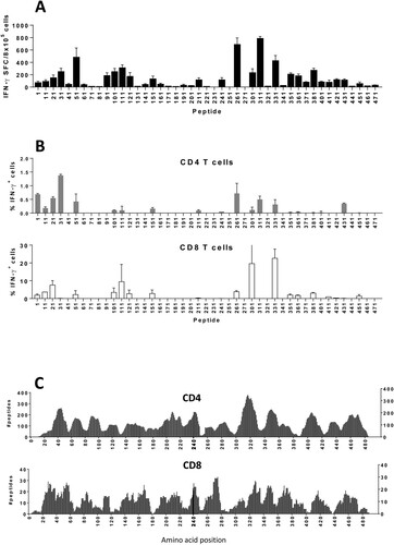 Figure 7. Peptide 446-480 is located in a region containing potential T-cell epitopes present by human MHC molecules. (A) HHD-DR1 mice (n = 4/group) were immunized with 20-mer peptides covering sequence 1-490 from S1. Splenocytes were stimulated with individual peptides and responses were determined by ELISPOT. (B) Stimulated cells were also analysed by flow cytometry to identify CD4 and CD8T-cells responsible for IFN-gamma production. Results correspond to the mean + SEM values of individual mice. (C) The number of peptides from region 1-490 in S1, potentially presented by a panel of MHC class I and class II molecules, was calculated by using the NetMHCpan and NetMHCIIpan algorithms.