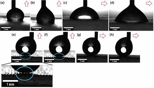 Figure 6. Optical images of the wettability of the flat uncoated surface: (a) perpendicular advancing, (b) perpendicular receding, (c) parallel advancing, and (d) parallel receding; and biomimetic surface (100µm coated microchannels): (e) perpendicular advancing, (f) perpendicular receding, (g) parallel advancing, and (h) parallel receding. Trapped air in the biomimetic surface can be observed in images (e) and (f) in the blue circle. the printed microchannel direction (view) is indicated by a red arrow (↑ perpendicular and → parallel).