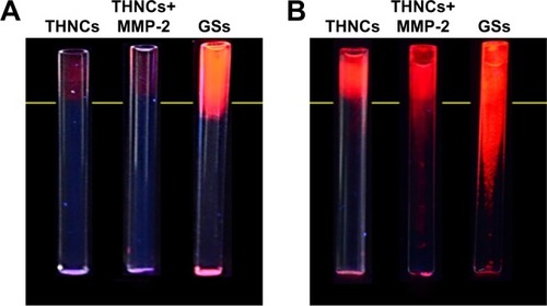 Figure 5 The simulation of nanocarriers penetration.Note: Fluorescent images of collagen gel penetration for (A) 0 h incubation and (B) 16 h incubation with THNCs, THNCs+MMP-2 and GSs.Abbreviations: GSs, Greek soldiers; MMP-2, matrix metalloproteinase-2; THNCs, Trojan Horse nanocarriers.
