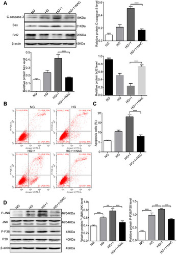Figure 6 NAC alleviated apoptosis and inhibited the JNK and P38 MAPK pathways stimulated by salusin-β in HG-induced HRECs. Cells were cultured with NG, HG, HG + 1 nM salusin-β, and HG + 1 nM salusin-β + 5 mM NAC (cells were pretreated with 5 mM NAC for 6 h before incubation with salusin-β in HG medium) for 48 h, and the indicated assays were then performed. (A) The levels of apoptosis-associated proteins, including cleaved caspase-3, Bax, and Bcl2, were analysed by Western blotting. (B) Apoptosis rates were determined by flow cytometry. (C) Statistical analysis of the apoptosis rates was performed. (D) The levels of p-JNK, JNK, p-p38 and p38 were analysed by Western blotting. One-way ANOVA with Tukey’s test was used to assess the differences among the groups. n=3. ***p<0.001, ****p<0.0001.