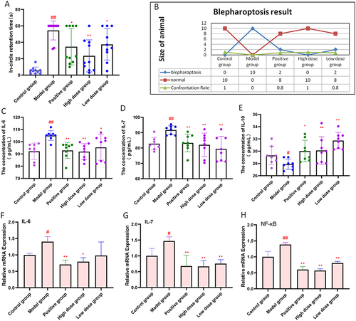 Figure 1 AFPR alleviated depressive behavior and inflammatory response in CUMS rats. (A) In-circle retention time of rats; (B) Results of eyelid ptosis in each group; (C) The concentration of IL-6 in rat serum (pg/mL); (D) The concentration of IL-7 in rat serum (pg/mL); (E) The concentration of IL-10 in rat serum (pg/mL); (F) Relative mRNA expression of IL-6 in rat brain tissue; (G) Relative mRNA expression of IL-7 in rat brain tissue; (H) Relative mRNA expression of NF-κB in rat brain tissue. Data are represented as the mean ± SD (A and B), n=10; (C–E), n=8; (F–H), n=3). #P< 0.05, ##P< 0.01 compared to the control group, *P< 0.05, **P< 0.01 compared to the model group.