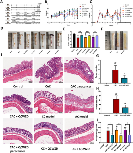 Figure 4 Pharmacodynamic validation of QCWZD in animals: (A) Schematic overview of control, AC, CC and CAC model; (B) different groups of small Changes in body weight of mice; (C) Changes in disease activity index (DAI) of mice in different groups; (D and E) Colon lengths of mice in each group at 11 weeks; (F and G) The number of tumors in CAC and administration group; (H) The size of tumors in CAC and administration group; (I) H&E staining of sections; (J) Histopathological score. *P < 0.05, **P < 0.01, ***P < 0.001; ##P < 0.01, ###P < 0.001 vs control.