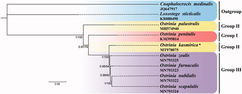 Figure 1. Phylogenetic trees using ML analyses based on 13 PCGs of nine mitogenomes. BI analyses show the same topology (not shown). The numbers under the branches are Bayesian posterior probabilities (PP) and bootstrap support values (BS). Alphanumeric terms indicate the GenBank accession numbers.