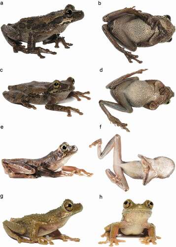 Figure 7. Color variation in life of adult specimens of Osteocephalus sangay sp. n. A–B QCAZ 58832 (holotype), (SVL = 52.39 mm), adult female; C–D QCAZ 58839, (SVL = 52.82 mm), adult female; E–F QCAZ 58825, (SVL = 48.40 mm), adult female; G–H QCAZ 58840, (SVL = 41.31 mm), adult male