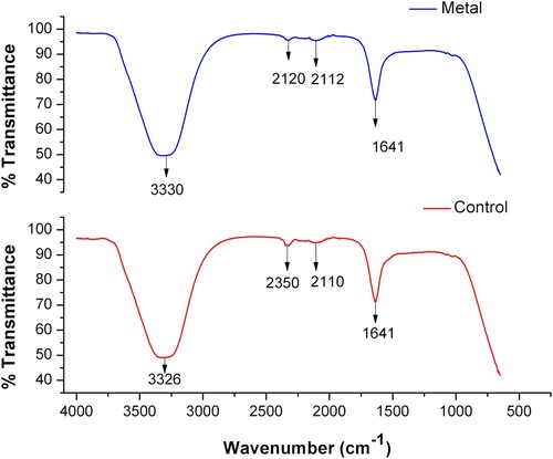 Figure 8. IR Spectroscopy of AuNPs synthesized extracellularly by the Au1-8 Epicoccum nigrum strain. IR spectra of AuNPs formed in the PDB-filtrate of Epicoccum nigrum cultures (blue line). The IR absorption of the fungal filtrate without the addition of AuCl3 was analyzed as a control (red line).