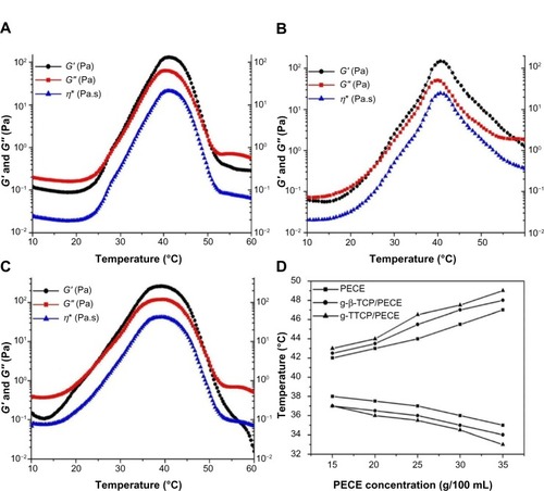 Figure 7 Rheologic results showing changes in storage modulus (G′), loss modulus (G″), and complex viscosity (η*) of samples upon heating. (A) PECE, (B) g-β-TCP/PECE, and (C) g-TTCP/PECE. (D) Sol-gel-sol transition phase diagram of PECE hydrogel, and g-TTCP/PECE and g-β-TCP/PECE hydrogel composites.Abbreviations: PEG, poly(ethylene glycol); PCL, poly(ε-caprolactone); PECE, PEG-PCL-PEG; g-β-TCP, poly(l-lactic acid)-grafted tricalcium phosphate; g-TTCP, poly(l-lactic acid)-grafted tetracalcium phosphate.