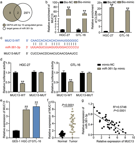 Figure 5. MUC13 was targeted by miR-361-3p. (a) MUC13 and CLDN4 were predicted and screened as the target genes of miR-361-3p using GEPIA and ENCORI. (b) RNA pull-down analysis on the interaction between MUC13 and CLDN4 of miR-361-3p. **P < 0.001 vs Bio-NC. (c) The binding sites of MUC13 on miR-361-3p were predicted by StarBase. (d) The luciferase reporter analysis on the relationship between miR-361-3p and MUC13. **P < 0.001 vs miR-NC. (e, f) The expression level of MUC13 in GC clinical samples (e) and GC cell lines (f) was detected by qRT-PCR.  (g) Pearson analysis revealed the expression relationship between miR-361-3p and MUC13.