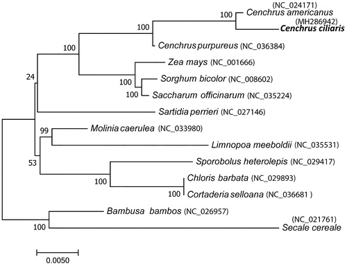 Figure 1. Phylogenetic tree based on complete chloroplast genome sequence of Cenchrus ciliaris and other 13 members of Poaceae. Phylogenetic tree constructed using maximum likelihood method and numbers on the each node are bootstrap values based on 1000 replicates.