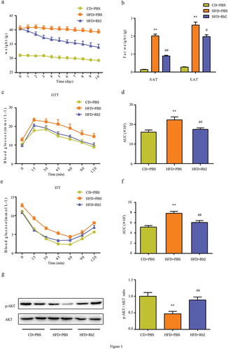 Figure 1. Rb2 attenuated diet-induced obesity in C57BL/6 J mice. (a) Body weights of control mice and HFD-fed mice treated with or without Rb2 (40 mg/kg/d) for 10 days. (b) Weights of SAT and EAT after 10-day treatment. Performance of GTT (c), and ITT (e). Area under curve (AUC) of GTT (d) and ITT (f). (g) Phosphorylation (p-AKT) and total AKT levels in epididymal adipose tissue (EATs), ratio of phospho-AKT/total AKT. N = 5 per group. Data are presented as mean ± SEM, *P < 0.05, **P < 0.01 compared with CD+PBS group; #P < 0.05, ##P < 0.01 compared with HFD+PBS group