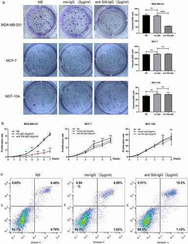 Figure 2. Anti-SIA-IgG treatment effectively suppressed cell growth in MDA-MB-231, MCF-7 and MCF-10A cells. (a) and (b), proliferation of SIA-IgG-treated MDA-MB-231, MCF-7 and MCF-10A cells were detected by clone formation assay and CCK-8 assay. (c) an apoptosis assay based on AV/PI flow cytometry was performed after the cells were treated with RP215 antibody, control antibody (mouse IgG) and saline for 48 h. Data are expressed as the means ± SEM. */#/a P < 0.05, **/##/aa P < 0.01, ***/###/aaa P < 0.001, and ns P > 0.05.