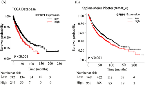 Figure 4 Kaplan-Meier analysis of IGFPB1 expression in The Cancer Genome Atlas (TCGA) databases and Kaplan-Meier Plotter. (A and B), The significance of the prognostic value was tested by a Log rank test.