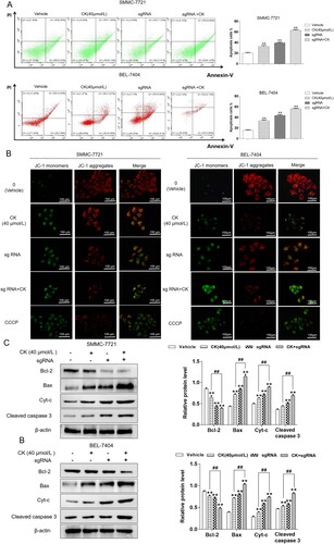 Figure 5. (A) Flow cytometry was used to detect the apoptosis of SMMC-7721 and BEL-7404 cells treated with CK (40 µmol/L) after Bclaf1 depletion compared with that in the blank control group (**P < 0.01). (B) The effect of CK on mitochondrial membrane potential in SMMC-7721 and BEL-7404 cells after Bclaf1 knockout was detected using a fluorescence probe (×400). (C) Western blotting was used to detect the expression of Cyt-C, cleaved caspase 3, Bcl-2, and Bax in SMMC-7721 and BEL-7404 treated with CK after Bclaf1 knockout in comparison with the findings in the blank control group (**P < 0.01; ginsenoside CK group compared with the sgRNA + ginsenoside CK group, ##P < 0.01).