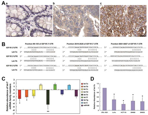 Figure 1. Expression of IGF1R in colorectal cancer, IGF1R-targeted miRNA prediction, as well as the expression of let-7 miRNA in CRC. (a) Immunohistochemical analysis of the expression of IGF1R in: a, adjacent normal tissues; b, moderately-differentiated CRC and c, pooly-differentiated CRC. (b) Let-7 miRNA family has the highest probability score among the predicted miRNA targeting IGF1R using TargetScanHuman 6.2. (c) qRT–PCR analysis of let-7 miRNA family in total RNA from CRC tissues and paired adjacent normal tissues. The data shown are average fold changes (the mean ± SD of three independent experiments) of individual miRNA expression CRC tissues relative to normal tissues. (d) qRT–PCR analysis of let-7 miRNA family in total RNA from indicated colon cancer cell lines and the normal colon epithelial line CRL-1831. The data shown are average fold changes (the mean ± SD of three independent experiments) of individual miRNA expression in each colon cancer line relative to CRL-1831 cells. *P < 0.05; **P < 0.01. Scale bar, 25 μm