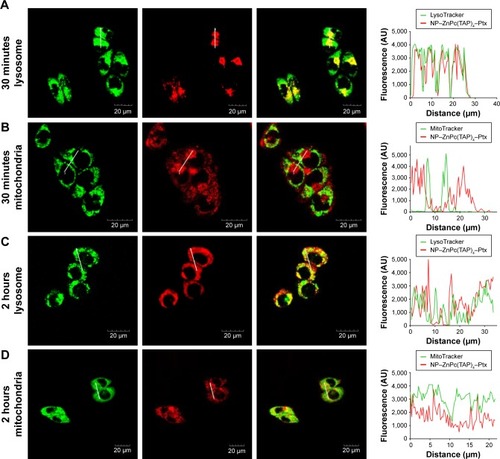 Figure 4 Time-dependent subcellular localization of NP–ZnPc(TAP)4–Ptx.Notes: (A) The fluorescence of lysosomes (green) and NP–ZnPc(TAP)4–Ptx (red) was merged to show yellow, and the fluorescence-intensity profiles of NP–ZnPc(TAP)4–Ptx and lysosomes further proved their colocation after incubation for 30 minutes. (B) There was little yellow through the merging of the fluorescence of mitochondria (green) and NP–ZnPc(TAP)4–Ptx (red), and their fluorescence intensity had little overlap after incubation of 30 minutes. After 2 hours’ incubation, the merged image and fluorescence-intensity profile showed that NP–ZnPc(TAP)4–Ptx had not only distributed in lysosomes (C) but also in mitochondria (D).Abbreviations: NP, nanoparticle; ZnPc, zinc phthalocyanine; Ptx, paclitaxel.