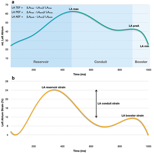 Figure 2. Volumetric and functional phases of the LA. (a) Volume curve, (b) Strain curve. LA, left atrial; LAmax, left atrial maximal volume; LApreA, left atrial volume before atrial contraction; LAmin, left atrial minimal volume; LA TEF, left atrial total emptying fraction; LA PEF, left atrial passive emptying fraction; L A AEF, left atrial active emptying fraction.