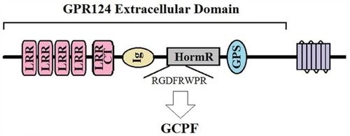 Figure 1 The GCPF peptide is a truncated and screened fragment of GPR124 extracellular domain that contains several conserved subdomains and themes: four simple leucine-rich repeat (LRR) domains, an LRR of the COOH-terminal type (LRRCT), an immunoglobulin-type domain (Ig), and a hormone-receptor domain (HormR).