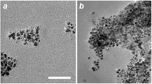 Figure 4. TEM images of (a) Au nanoparticles produced without L-histidine treatment of mPEG-DTC-coated Fe3O4 NPs; (b) aggregates produced without mPEG-DTC treatment of histidine-coated Fe3O4 NPs. Bar = 50 nm.