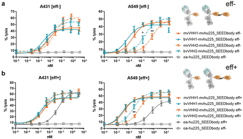 Figure 2. Tumor cell lysis of bivalent NKp30 addressing molecules is enhanced compared to monovalent NKp30 × EGFR binding NKCEs and augmented by concomitant FcγRIIIa activation. Standard 4 h chromium release assays were performed with A431 (left graphs) and A549 cells (right graphs) cells and NK cells from healthy donors as effector cells at an E:T ratio of 10:1 and increasing concentrations of (a) eff- or (b) eff+ VHH SEEDbodies. VHH1-containing molecules (B7-H6 competing NKp30 sdAb) are displayed as filled characters and with solid lines while VHH2-harboring (B7-H6 non-competing NKp30 binding sdAb) NKCEs are displayed as open characters and with dotted lines. Monovalent NKp30 engagers (mv, orange) were compared to bivalent NKp30 engagers (bv, blue). One-armed EGFR binding SEEDbodies lacking the NKp30 activating VHH sdAb (oa-hu225_SEEDbody eff-; oa-hu225_SEEDbody eff+) were used as controls and are shown in gray (eff- as open characters; eff+ as filled characters). Mean values ± SEM of 4 independent experiments with different donors are shown, *p < 0.05%, **p ≤ 0.01, ***p ≤ 0.001, mv vs. bv, two-way ANOVA with Šidák-test. EC50 values are summarized in table 2.