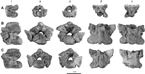 FIGURE 8 Trunk vertebrae of Menarana nosymena, gen. et sp. nov., from the Late Cretaceous of Madagascar in l, lateral; a, anterior; p, posterior; d, dorsal; and v, ventral views. A, anterior trunk vertebra, UA 9687-1 (lateral view reversed); B, mid-trunk vertebra, UA 9684-1 (part of holotype); C, posterior trunk vertebra, UA 9684-2 (part of holotype).