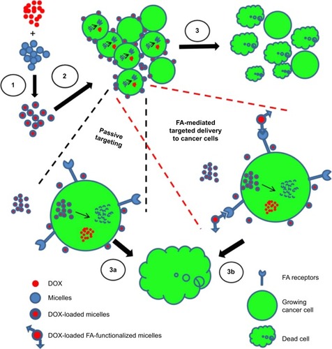 Figure 1 Schematic representation of active and passive targeting of DOX-loaded P407/FA-P407-TPGS micelles in cancer cells.Notes: 1: DOX was loaded into micelles by solvent evaporation and thin-film hydration methods. 2: DOX-loaded micelles enter the cells by either passive transport or active transport mediated by FA ligand. Both active and passive transports across the cells are illustrated in enlarged version of cells. 3: Once inside the cells, DOX is released and acts on the target site to cause cell death. TPGS and P407 reduce drug efflux and enhance DOX–DNA binding. In both cases, that is, 3a and 3b, the ultimate goal is the cell death in which the targeted micelles result in enhanced cell death as compared to nontargeted DOX micelles.Abbreviations: DOX, doxorubicin; P407, poloxamer 407; FA, folic acid; TPGS, D-α-tocopheryl polyethylene glycol succinate.