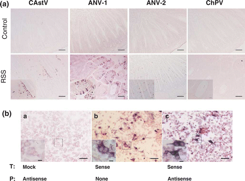 Figure 2.  Astrovirus RNA was detected in epithelial cells of RSS-exposed chickens. 2a: Sections from the duodenal loop of commercial broiler chickens exposed either to RSS-contaminated litter (RSS) or chickens exposed to fresh wood shavings (control) were exposed to antisense DIG-labelled riboprobes specific to a chicken astrovirus (CAstV), ANV-1, ANV-2, and a chicken parvovirus (ChPV). Selected areas (asterisks) of RSS-infected chickens are shown inset. Bar in picture of lower magnification = 100 mm; bar in inset = 20 mm. 2b: DF-1 cells were either mock transfected (a), or transfected with a DIG-labelled sense cRNA riboprobe (b), or transfected with unlabelled sense riboprobe (c). The fixed cells of (a) and (c) were hybridized with DIG-labelled antisense riboprobe. The NBT/BCIP reagents were applied to all three samples for colorimetric detection of the DIG-labelled cRNA probe. Bar = 50 mm. Bar in inset with higher magnification = 20 mm. T, transfection; P, probe.