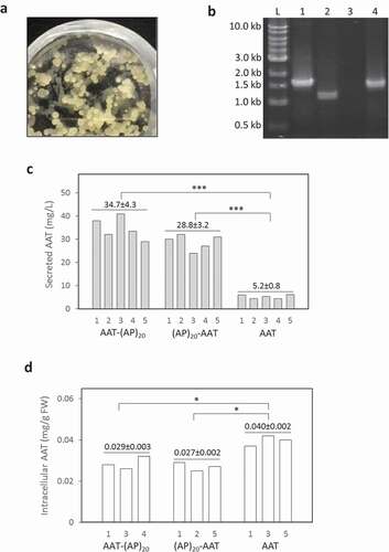 Figure 2. Expression of recombinant AAT products in tobacco BY-2 cell culture. (a) Transgenic BY-2 cell colonies appeared in a selection medium (MS medium with 100 mg/L kanamycin) 3 weeks after co-culture of wild-type BY-2 cell with Agrobacterium; (b) PCR detection of the target gene integration into the genome of transgenic BY-2 cell lines. L: DNA ladder, Lane 1, 2, 3, 4: PCR amplicons amplified from the genomic DNA extracted from the BY-2 cells expressing AAT-(AP)20, AAT control, wild type line, and (AP)20-AAT, respectively; (c) Secreted yields of AAT-(AP)20, (AP)20-AAT and AAT control in the transgenic BY-2 cell cultures. Five top-expression BY-2 colonies for each gene construct (# 1 to 5 on X-axis) selected by dot blotting were grown in SH medium for 10 days before the assay; (d) Intracellular AAT contents of the BY-2 cells. Three top-secretion BY-2 colonies for each construct identified in Panel (c) were assayed. Statistical significance is indicated by *(p < 0.05) and ***(p < 0.01).