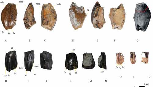 Figure 4. Isolated teeth of Iguanodontia indet. from the Papo-Seco Formation of Portugal. Dentary teeth MNHNUL.DIN.002 (A-C) and MNHNUL.DIN.003 (D-G): A and D – labial surface; B and E - posterior surface; C and F- lingual surface. G – Illustration of Lapparent & Zbyzsewski (Citation1957) with complete tooth MNHNUL.DIN.003. Maxillary tooth MG4744 (H, I J): H - labial surface; I - lingual surface; J - posterior surface. Maxillary tooth CPGP.1.18.44 (L-N): L - labial surface; M - lingual surface; N - posterior surface. Maxillary tooth CPGP.1.01.1 (O-Q). O – labial surface; P - lingual surface; Q - posterior surface Abbreviations: d – lingulate denticles; eb – enamel border; irs – inter-ridge surface; mde – marginal denticles; Nc – neck; pr – primary ridge; sr – secondary ridges. Scale: 2 cm